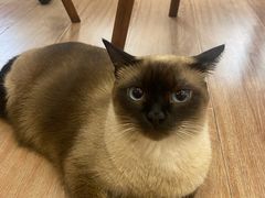 -有猫主题·治愈系猫咖(曾厝垵店)