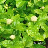 ✅夏天的味道就是多彩/花市小日常