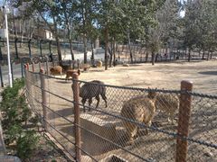 -大连森林动物园