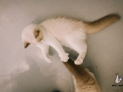 -猫友咖啡店(玉林西路店)