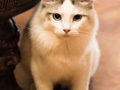 -more than meow吴止猫主题餐厅(承德 中船汇店)