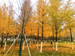 -PETIT PARIS 小巴黎(花园道店)