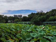 -桂湖森林公园
