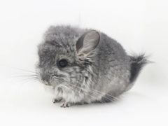 -龙猫仔乐园(惠福东路店)