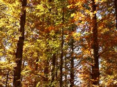 -北京植物园-展览温室