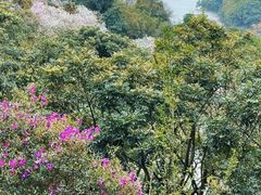 -天鹿湖森林公园