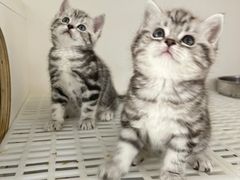 -lincat·猫舍(广州店)
