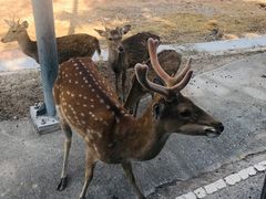 -清迈夜间动物园