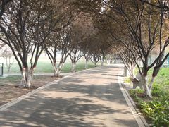 -石家庄市植物园