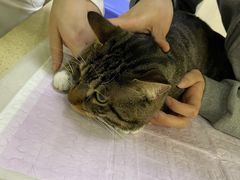 -艾贝尔宠物诊疗