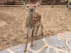 -南戴河国际娱乐中心