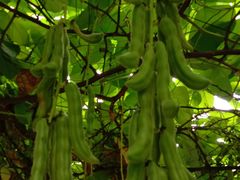 -桂林市花鸟市场