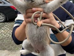 -艾吉宠物医院·疑难杂症转诊中心·猫友好(碧江路院)