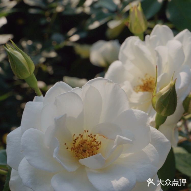 深圳花海公园⛲️|如油画般的月季花悄悄开了🌹