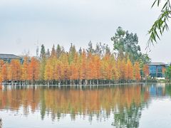 -白鹭湾湿地公园