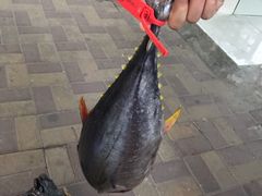 黄旗金枪鱼-三亚新鸿港水果一级批发市场