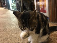 -more than meow吴止猫主题餐厅(承德 中船汇店)