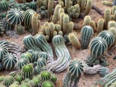 -深圳仙湖植物园