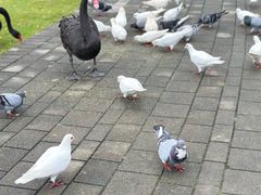 -祥源·阜阳生态乐园