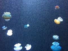 -新加坡海洋生态馆