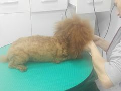 -欧奕国际动物医院