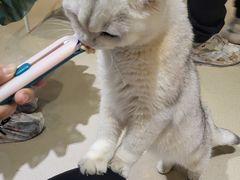 -藏猫猫咖啡主题馆(中央大道店)