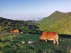 -大姆山草场