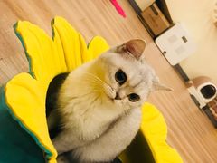 -猫的茶·猫咖