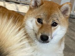 -南京Hallo宠物乐园·哈罗犬舍·柴犬繁育基地
