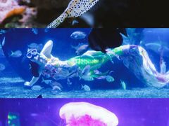 -南昌海洋公园