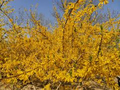 -大兴滨河森林公园