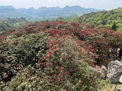 -贵州百里杜鹃风景名胜区