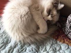 -爱侣宠医·鹦鹉专科·小型哺乳类·异宠专科(灵石路店)