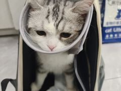 -唐小姐の猫狗洗护·购宠旗舰店(周浦万达店)