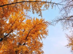 -三里屯东五街银杏大道