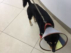 -爱侣宠医·鹦鹉专科·小型哺乳类·异宠专科(灵石路店)