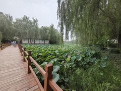-白洋淀景区