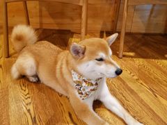 -柴务处·柴犬主题狗咖