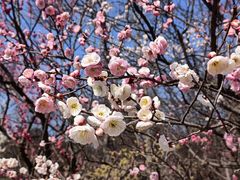 -梅花山(明孝陵内)