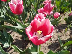 -长春公园(普阳街道)