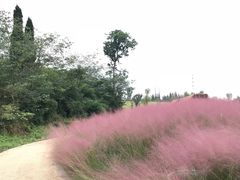 -白鹭湾湿地公园