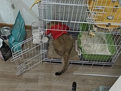 -柴迷FANS CLUB·柴犬狗咖·猫咖