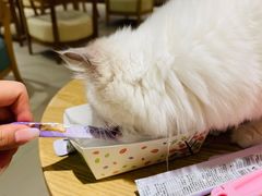 -藏猫猫咖啡主题馆(中央大道店)