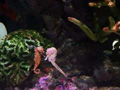 -暹罗海洋世界