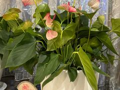 -新侨三宝乐西餐厅(崇文门店)