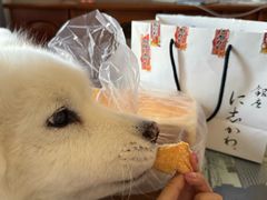 銀座に志かわ生吐司-银座仁志川·生吐司专门店(香港广场店)