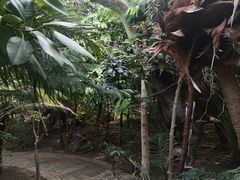 -呀路古热带植物园