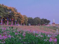 -大塘金香草谷