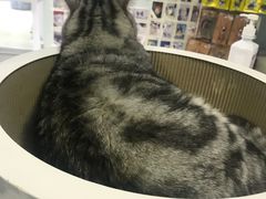 -喵的天空名猫咖啡馆·撸猫·猫舍·用品