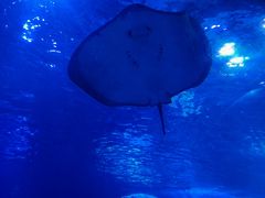 -太平洋海底世界